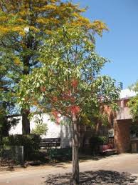 Image result for Brachychiton