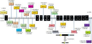 Identification Of Mutations In Hexa And Hexb In Sandhoff And Tay Sachs Diseases A New Large Deletion Caused By Alu Elements In Hexa Human Genome Variation