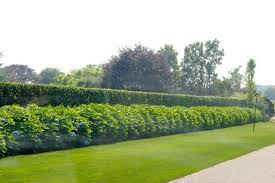 The Enchanted Home Mediterranean Landscaping Hedges Landscape Design