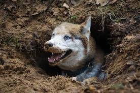 Some of these dog house plans can even be customized to fit any size of a dog so be sure to look for instructions within the plans for that. Diy Underground Dog House Patchpuppy Com