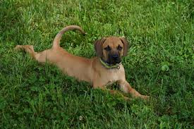 Wetherford's ben, carnathan foundation lines bred for versatility to. Black Mouth Curs Meet Our New Puppy Earth To Dome