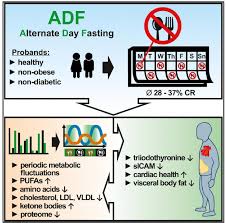 In simple terms, intermittent fasting is an eating pattern where you cycle between periods of fasting and before i dive into that, let me first reassure you that by fasting, you are not decreasing your metabolic rate. Alternate Day Fasting Aids Weight Loss With Evidence Of Cardiovascular Benefits