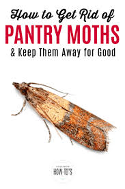 How To Get Rid Of Pantry Moths For Good Pantry Moths Pantry Moth Larvae Moth