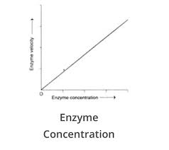 The rate of a chemical reaction increases as the substrate concentration increases. What Impact Do Enzyme And Substrate Concentration Have On The Rate Of Enzyme Activity Quora