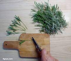 Sunshine lavender farm want more plants root some. How To Propagate Lavender From Cuttings With Photos Video