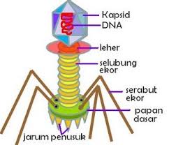 Karena tanaman jagung adalah tanaman yang akan tumbuh baik pada cuaca yang lembap. Peran Virus Dalam Kehidupan Manusia Menguntungkan Dan Merugikan Dosenpintar Com