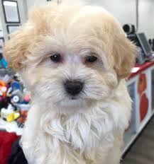 Come visit us in huntington ny today. Sasha Havapoo Love My Puppy Boca Raton