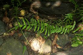Image result for Ampelopteris prolifera