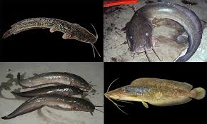 Channa barca merupakan jenis ikan gabus atau channa termahal yang beredar di pasar indonesia. Ketahui Beza Ketara Ikan Keli Ikan Sembilang Umpan