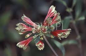Image result for Alstroemeria pulchella