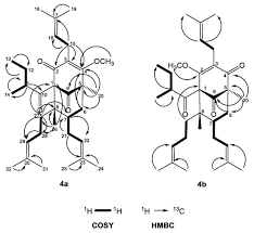 Image result for Hypericum peplidifolium