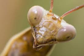 Even with a slightest hint of the presence of these ugly creatures in the nearby vicinity is enough to. Entomophobia Methods For Overcoming Entomophobia Terminix Blog