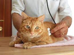 Anyone can get lung cancer. Treatment For Lung Cancer In Dogs Treatment For Lung Cancer In Cats Petmd