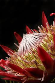 King Protea Stellenbosch Botanical Garden South Africa Botanical Gardens Botanical Protea