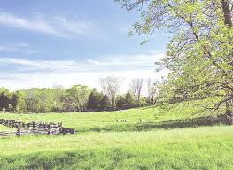 Image result for Marquese Gray 1929 Buick