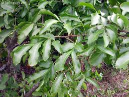 Image result for Melicoccus