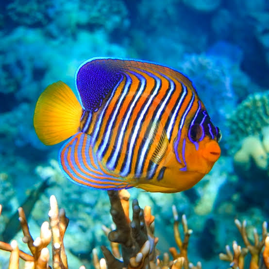 Red Sea Regal Angel