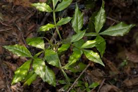 Image result for Schrebera alata