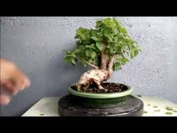 Bonsai Lantana Mini Blogger Bonsai