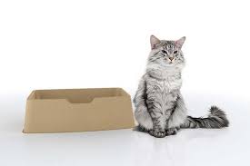Purina tidy cats breeze hooded cat litter box system who should buy a cat litter box. Ecolite Is A Compostable Cat Litter Made From Recycled Paper Pulp