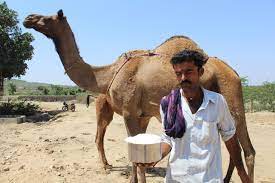 The word cholistan is derived from the the marrecha camel is liked by the hobbyists and the carters of the cities and produces milk in harsh the marrecha camel herders usually live and migrate with their camels in the deep desert. Camel Milk Inspires Hope For Herders