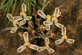 Image result for Albuca setosa