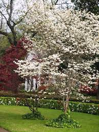 ⬇ download stock pictures of texas flower on depositphotos ✔ photo stock for commercial use red texas wildflower. Small Trees For Big Impacts East Texas Gardening