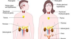 Endocrine System In 2020 Endocrine System Endocrine Adrenal Glands