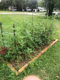 The bean plant produces thick green pods with small creamy white seeds. Jelly Beans Hybrid Tomato Gardens Alive