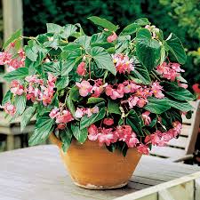 Image result for Begonia princeae