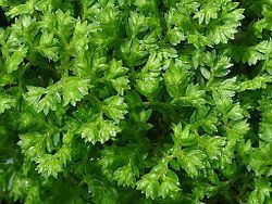 Image result for Selaginella shabaensis