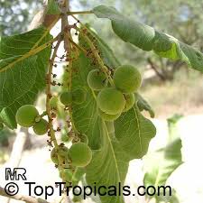 Image result for Pappea capensis