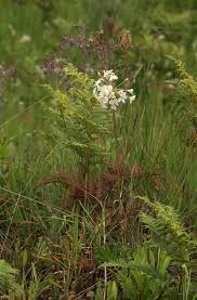 Image result for Pelargonium luridum
