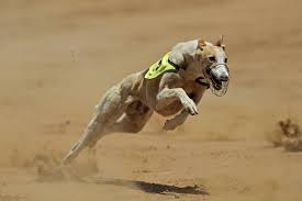 Greyhound (2020) hardsub indo, subtitle indonesia. Greyhound Price In India Appearance Temperament