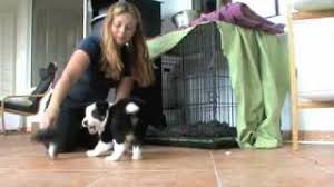 How to stop your dog from barking in the crate with these fun crate games. Crate Games With The Puppies Youtube