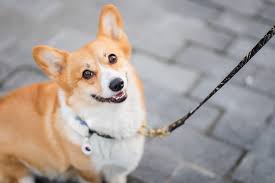 Your dog will return back to the location of the reinforcement. Leash Training A Puppy Or Dog Step By Step Guide Tractive Blog