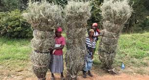 Image result for Athrixia phylicoides