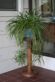 Image result for Chlorophytum silvaticum