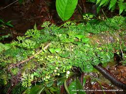 Image result for Elaphoglossum macropodium