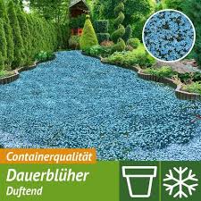 Bodendecker Blauer Stern Garten Bodendecker Bepflanzung