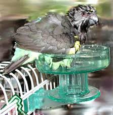 Parrot Bird Bath For Cage Small Exterior Cage Mount Bird Bath For Small To Medium Birds By Lixit Bird Bath Plastic Bird Bath Pet Birds