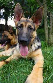 Free German Shepherd Puppies Find Nearly Free And Cheap German Shepherd Puppies