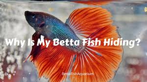 Why Is My Betta Fish Hiding What To Do Bettafishaquarium Com