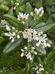 Image result for Pittosporum