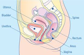 These components together carry out the urinary system's function of regulating the volume and composition of body fluids, removing waste products from the blood, and expelling the waste and excess water from the body in the form of urine. The Urinary System And Bladder Control Clinimed