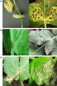 Image result for Pseudomonas syringae