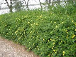 Blooming Hedge Garden Shrubs Ground Cover Plants