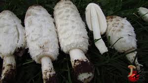 Image result for Coprinus comatus