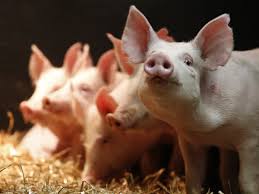 Most transgenic organisms are generated in the laboratory for research purposes. Genetically Modified Animals Gm The Guardian
