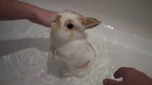 That's pretty much like taking care of a baby, and the same. Cute Little Bunny Having A Bath Youtube
